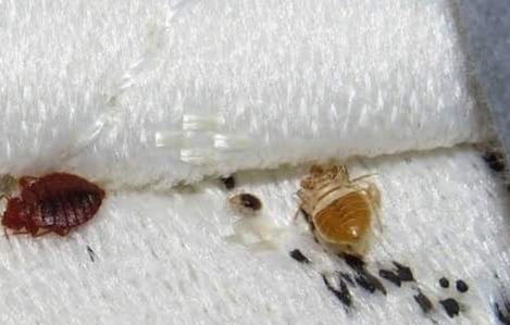 bed bugs_ pest control