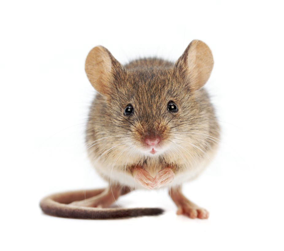 Marsh & Co services header