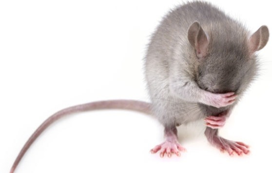 Rodents_Pest Control