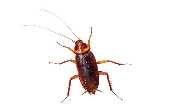 Cockroach_Marsh & Co