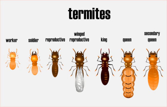 Termite_pest control